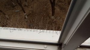 Защита окон от птиц