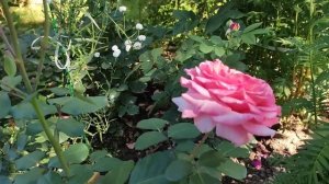 ? Цветение очень красивой розы "Лоран Каброль", (Massad, Laurent Cabrol, 2009).