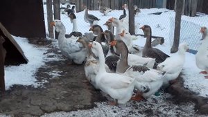 Гуси холмогорские