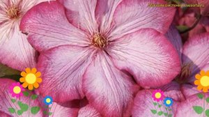 Клематис гибридный Либерти. Краткий обзор, описание характеристик clematis Liberty