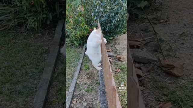 Папа заяц мама кошка? dad hare mom cat,очень смешной кот/very funny cat#animals #забавныеживотные