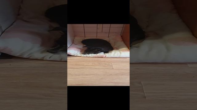 собачька