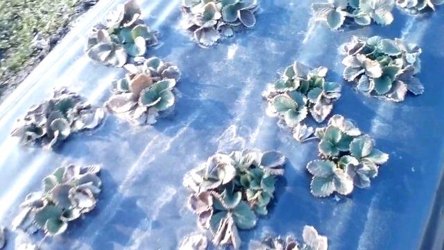 перші роботи на полуниці весною смотреть онлайн