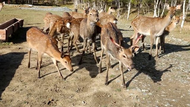 Эко-ферма для туристов «Rose Agro». Контактный зоопарк с шикарными видами на Сахалине #GoSakhalin смотреть онлайн