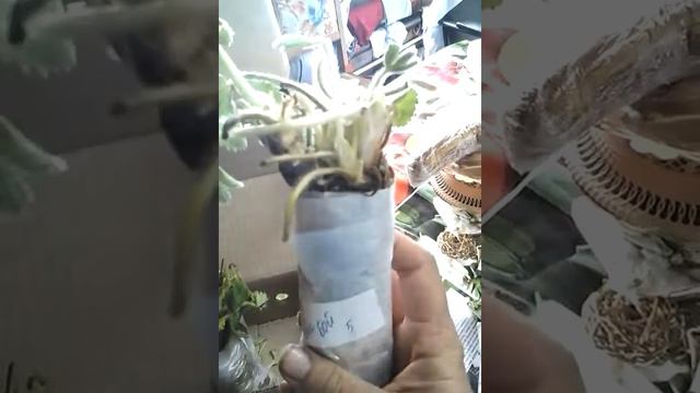 Полученные саженцы земляники. Видео заказчицы