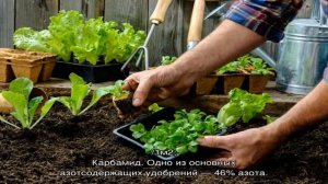 Азотные удобрения их значение и применение