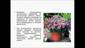 ГВОЗДИКА КИТАЙСКАЯ