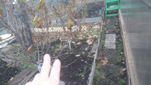 Как выращивается саженец плакучей шелковицы