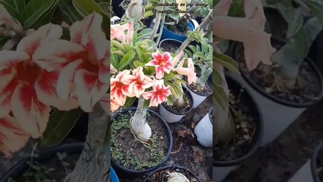Adenium Adenium Obesum Viral Gardening is my hobby