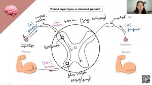 Рефлекторная дуга | БИОЛОГИЯ ОГЭ 2023