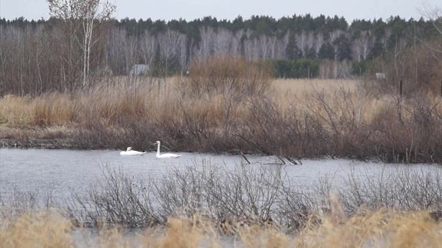 Весна. Релакс. Пастельные тона.