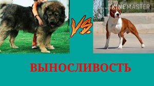 Кавказская овчарка против Амстаффа(кто же сильнее?)!!!