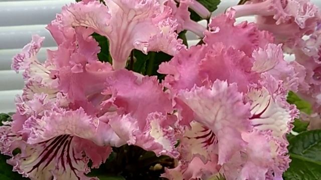 Мои цветы. Обзор сортов. Приглашаю за цветами. Санкт-Петербург. смотреть онлайн