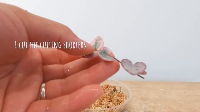 Plant Diary Propagate my Variegated Chain of Hearts Ceropegia Woodii Variegata water propagation смотреть онлайн