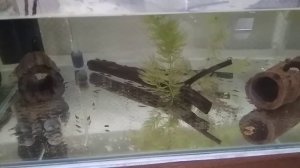 Кормление малька анциструса, добавляем новый корм. Поплыл малек меченосца.