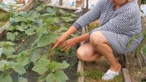 Формировка и пасынкование огурцов для большого урожая/Сад и огород с опытом/Михаил Назаренко/