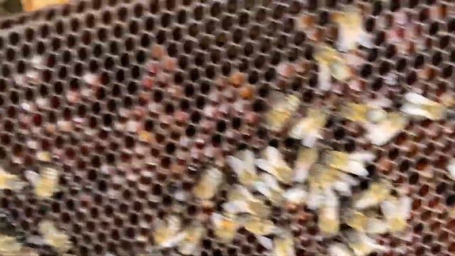 Почему пчёлы не берут сироп в зиму смотреть онлайн