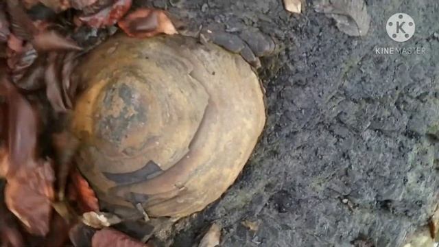 Неизвестные шарообразные камни Чечня смотреть онлайн