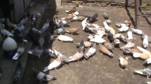 Донецкие голуби полтавской селекцыи хозяйство Сундук Юра 3