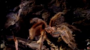 ЛЮДИ ЕДЯТ ПАУКОВ