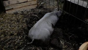 Свиноводство с нуля. Разведение свиней. Поросятам 5 месяцев. Пьетрен-ландрас.