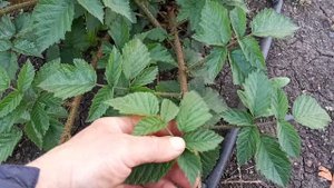 Как различать побеги замещения от латералов на ежевике
