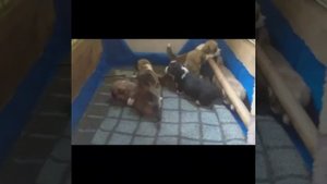 Обустройство родилки и первые ясли для щенков. Помет " О" в питомнике "Воплощение мечты"