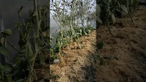 Мои томаты сгорели в теплице?что делать?