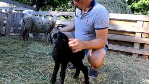 Гиссар покрыл романовскую овцу, смотрите что получилось?