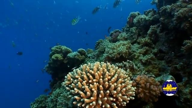 Какую опасность представляют крылатки — Pterois volitans (Linnaeus, 1758) и как они охотятся ? смотреть онлайн