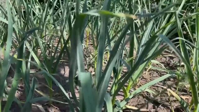 Чеснок с кулак СРОЧНО В июне сделайте эту бесплатную процедуру 1 раз с чесноком. Урожай на радость