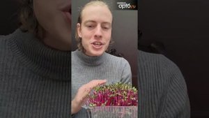 Микрозелен Свекла
