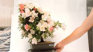 Vídeo 360º Bonsái Rhododendron Indicum. Azalea.  ref-RDI28