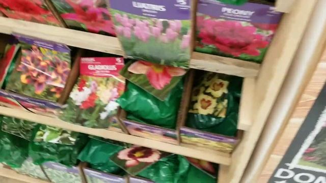Какие многолетники выбрать  для солнечной клумбы?