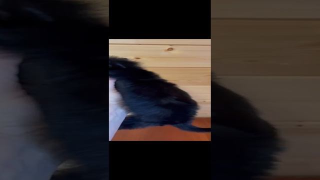 Чёрный йорк WhatsApp Video 2024-02-28 at 17.53.31