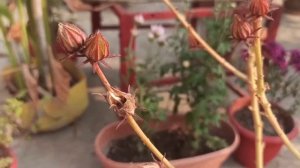 Seed collection of Cranberry hibiscus
