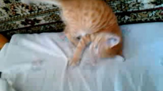 Кота прёт смотреть онлайн