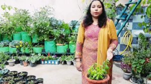 Medicinal Value of 'STEVIA PLANT' |  मीठी तुलसी | Grow 'n' feel | Dr Vandana Umrao