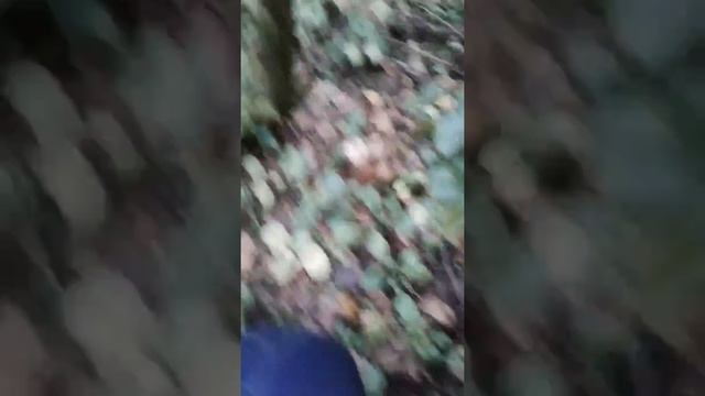 белый трюфель В поисках Белого Трюфеля в Подмосковье