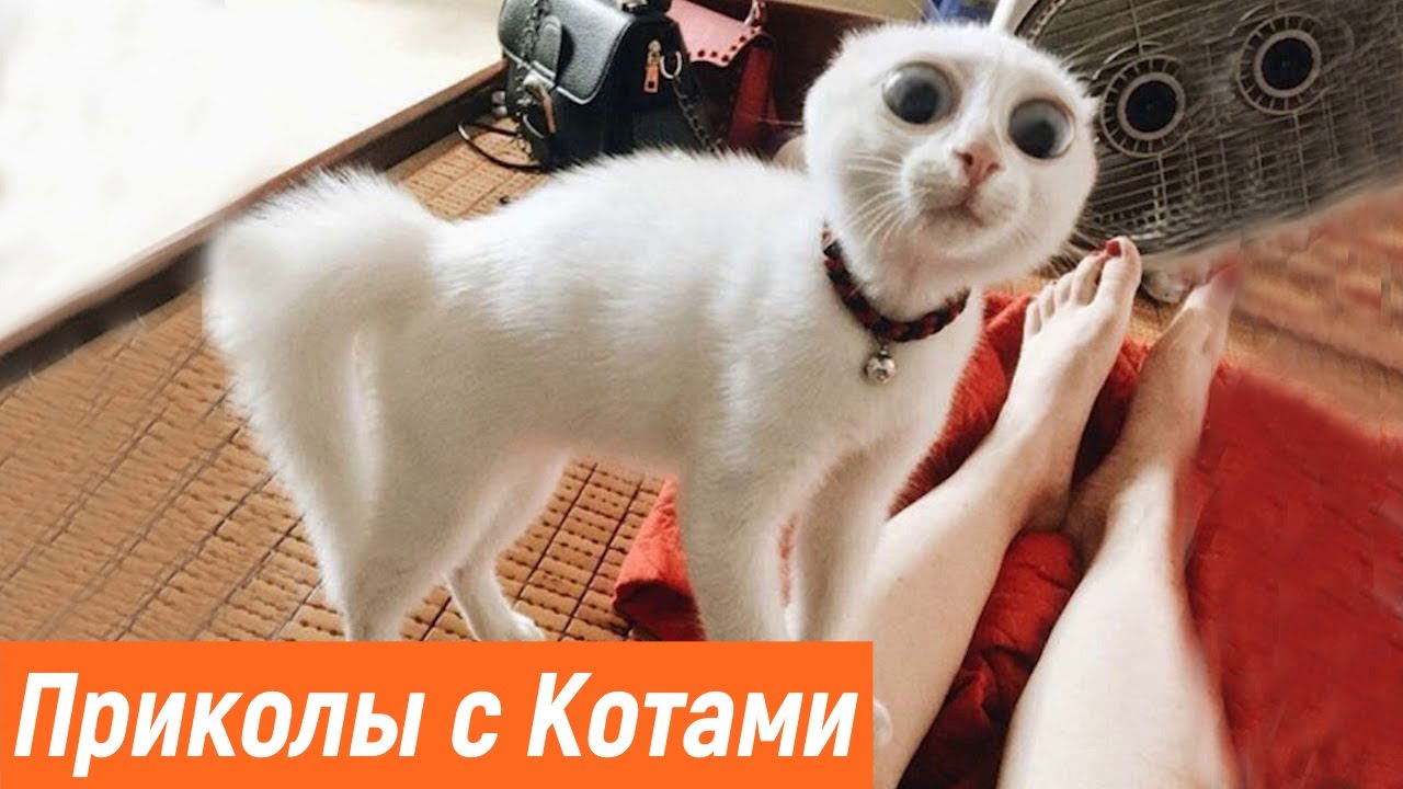 Смешные Коты и Кошки / Приколы самые смешные про котов и кошекк 2021