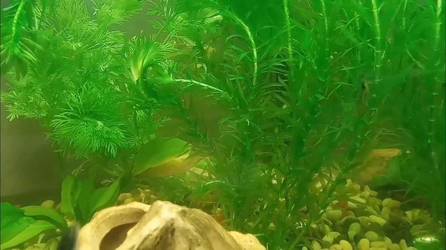 Наш аквариум смотреть онлайн