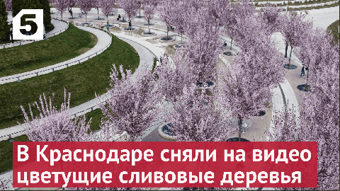 В парке «Краснодар» сняли на видео цветущие сливовые деревья
