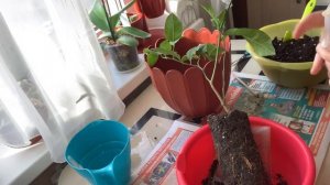 КАК ПЕРЕСАДИТЬ ЛИМОН ПАНДЕРОЗА ?