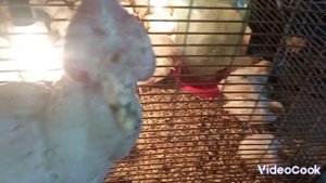 Лечим синусит у индюшки. Очень за неë переживаю