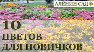10 многолетников для новичков / Самые простые в уходе и красивые цветы!