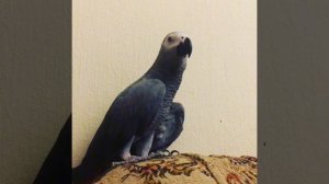 Тимоша за свободу! | говорящий попугай жако