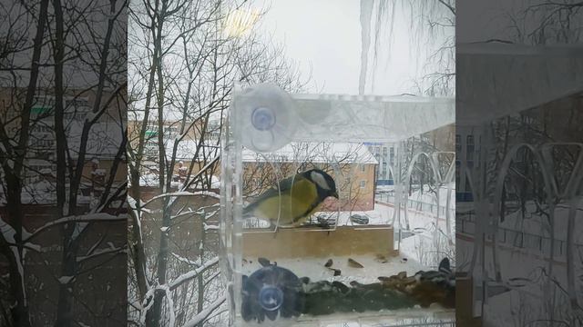 Кормление птиц  Кормушка на окно  Человек хороший