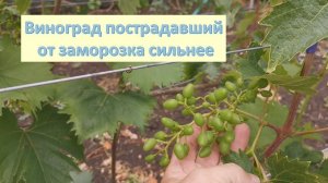 Какие сорта винограда пострадали сильнее от заморозка