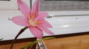 Зефирантес (выскочка) #зефирантес #выскочка #луковичныерастения