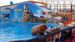 #дельфинарий #ялта #крым  Театр морских животных. Дельфинарий "Акватория" г. Ялта Крым май 2021г.